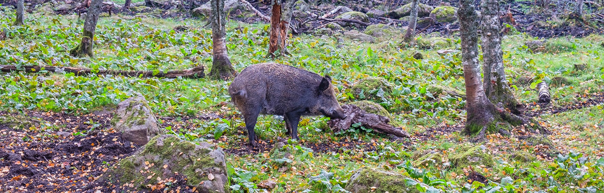 Att krocka med ett vildsvin kan orsaka större skador än man kanske förväntar sig. Foto: M Sverige.