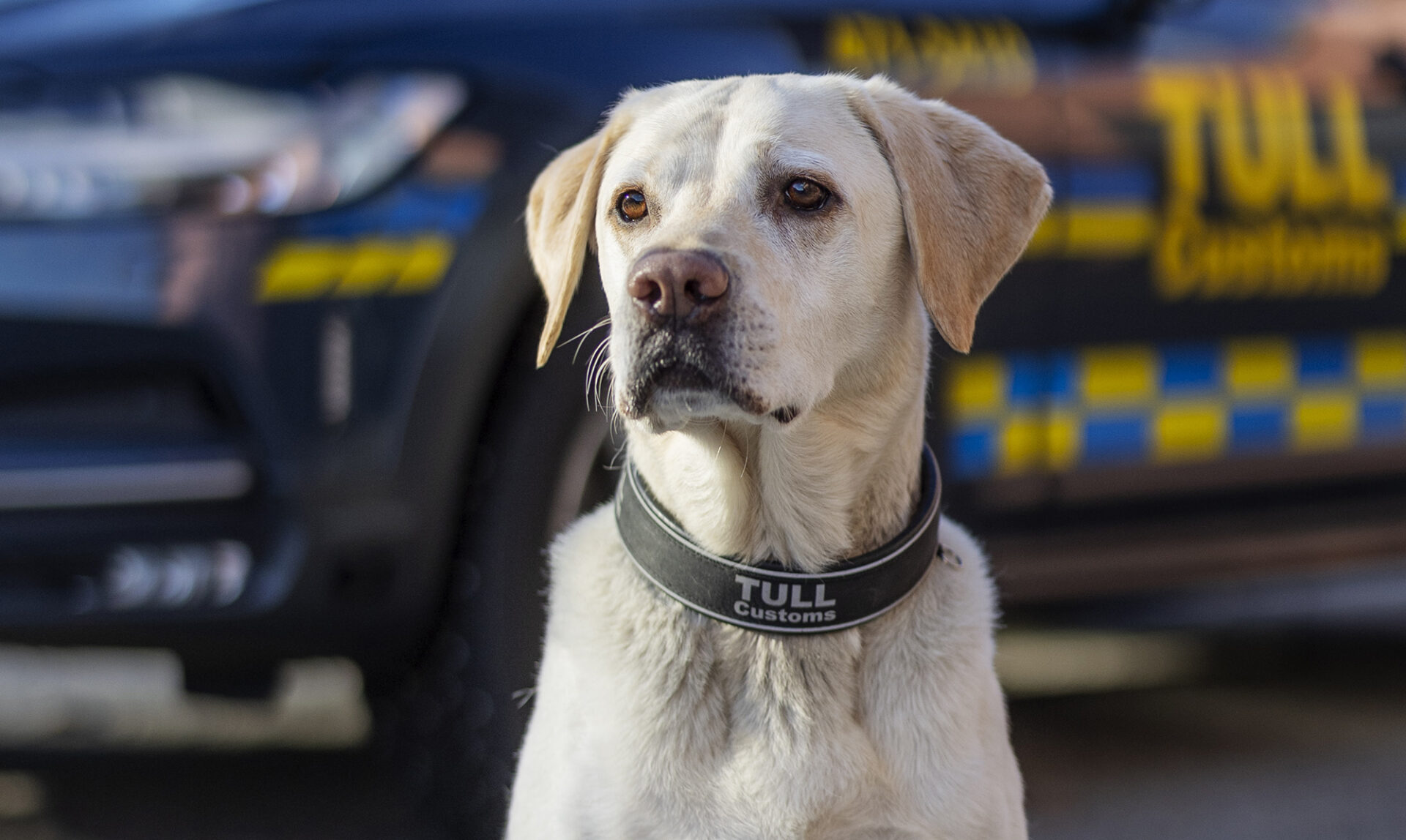 Max, årets narkotikasökhund 2023. Foto: André de Loisted