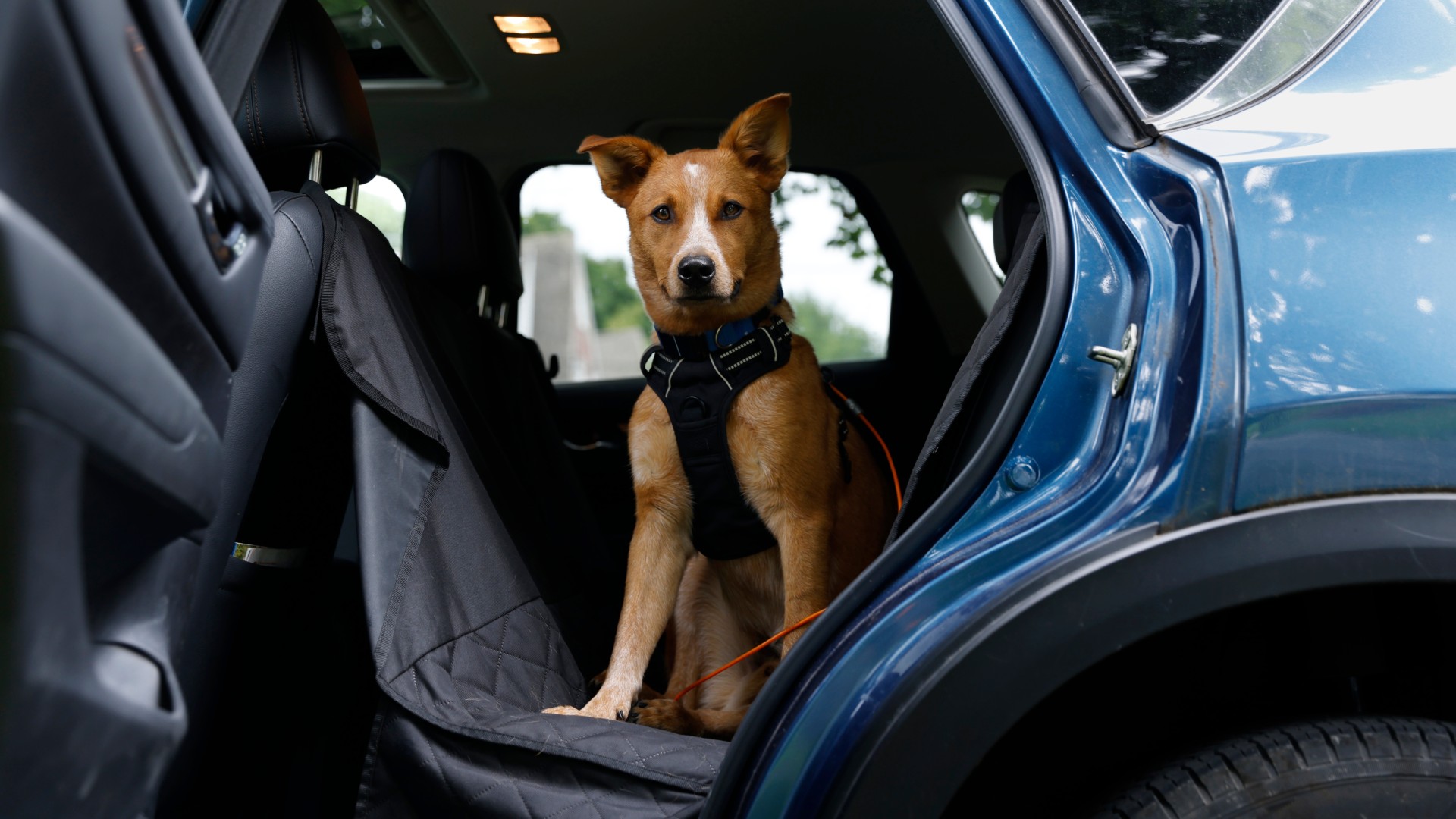     Ett lagligt sätt att transportera hunden i bilen, med sele som kopplats fast i bilen. Foto: KVD.