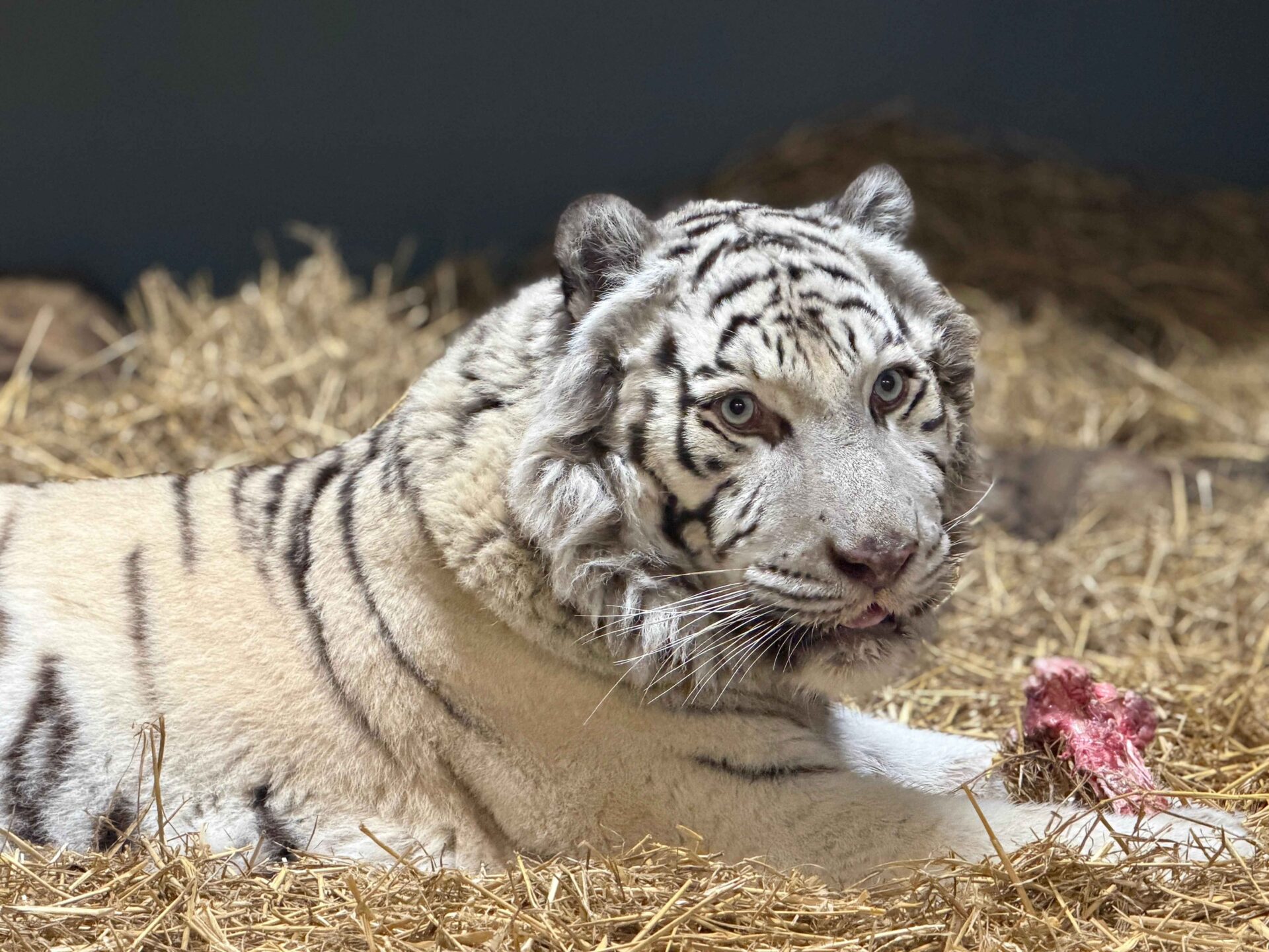 När de ukrainska soldaterna fann Aleks var han så svag att han inte längre kunde stå själv. Foto: DHL